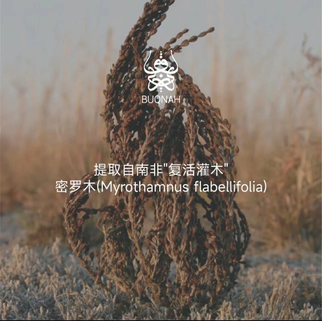 AAABUQNAH密罗木紧致抗皱眼部精华油10ml养肤滋润护肤美肤