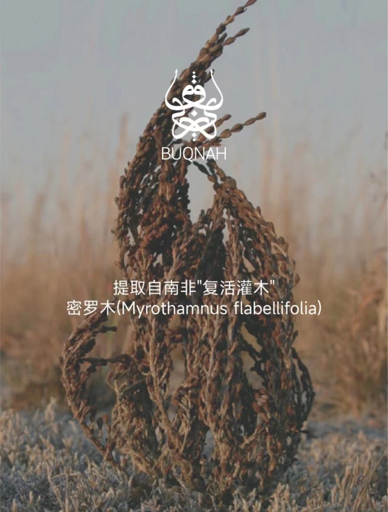 AA   沙特肉肉 辣辣专属 密罗木紧嫩焕采抗皱精华油30ml嫩肤提亮提拉精粹养肤紧致